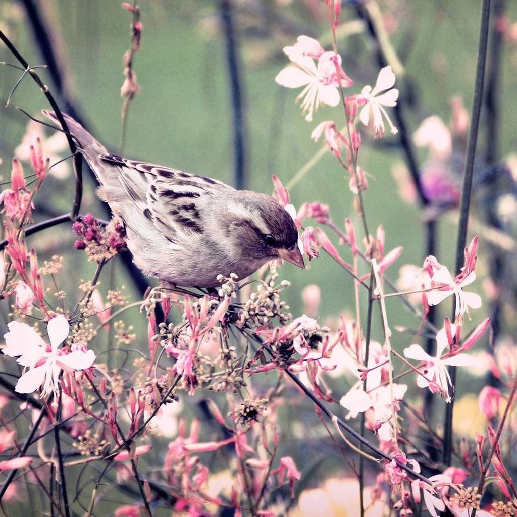 Обои цветы, ветки, крылья, птица, клюв, весна, воробей, перья, flowers, branches, wings, bird, beak, spring, sparrow, feathers разрешение 2159x1200 Загрузить