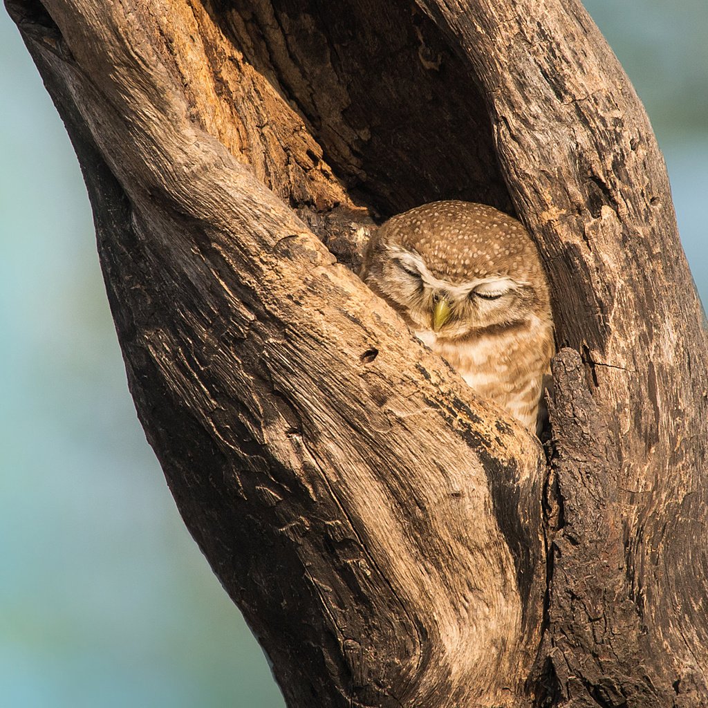 Обои сова, дерево, фон, сон, птица, клюв, дупло, owl, tree, background, sleep, bird, beak, the hollow разрешение 2048x1152 Загрузить