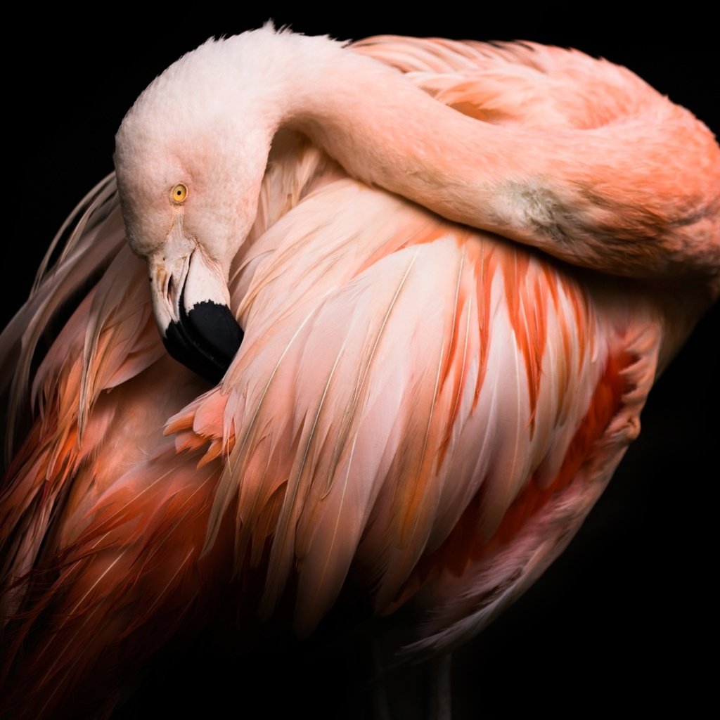 Обои фламинго, птица, клюв, черный фон, перья, flamingo, bird, beak, black background, feathers разрешение 2048x1365 Загрузить