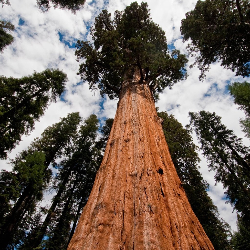 Обои небо, секвойя, облака, деревья, природа, лес, ель, сосна, хвойный лес, the sky, sequoia, clouds, trees, nature, forest, spruce, pine, coniferous forest разрешение 3840x2400 Загрузить