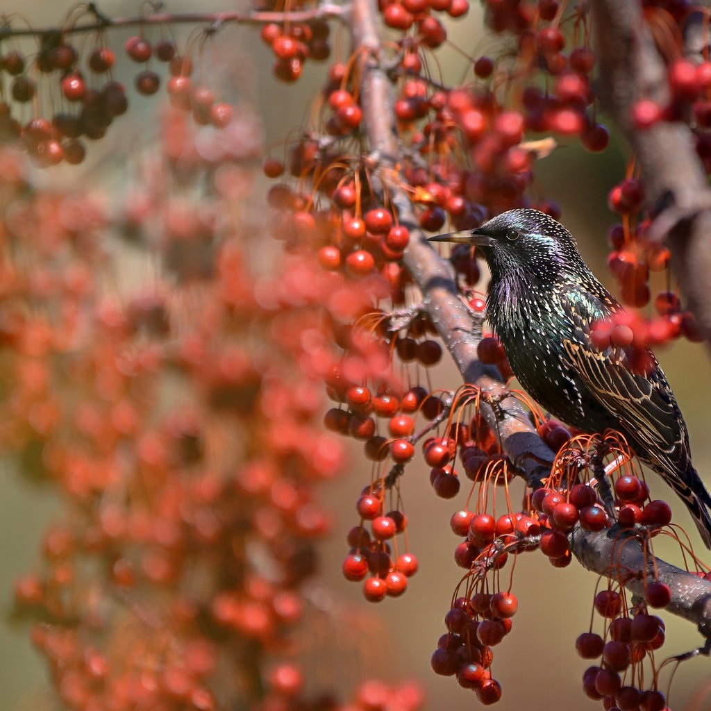 Обои природа, ветки, крылья, птица, клюв, ягоды, перья, скворец, nature, branches, wings, bird, beak, berries, feathers, starling разрешение 2048x1365 Загрузить