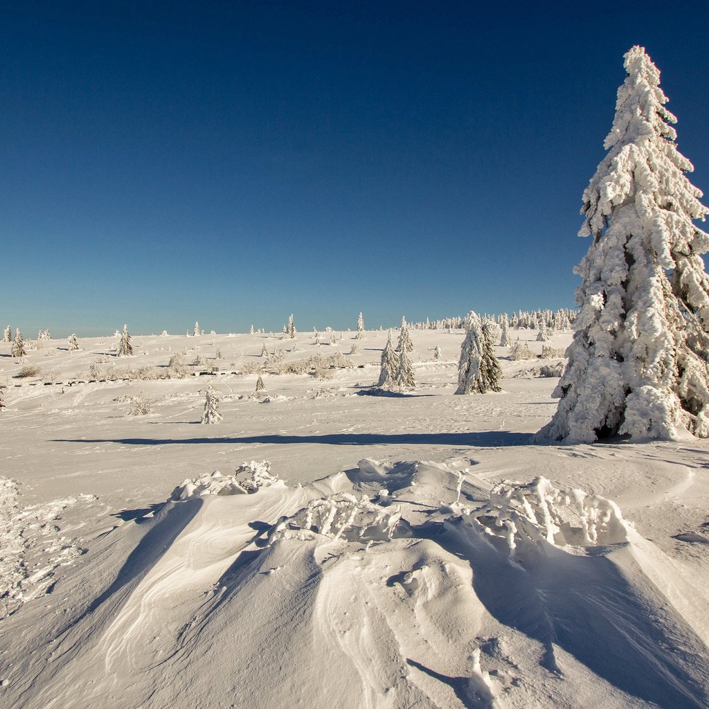 Обои снег, лес, зима, мороз, ель, сугробы, snow, forest, winter, frost, spruce, the snow разрешение 2048x1365 Загрузить