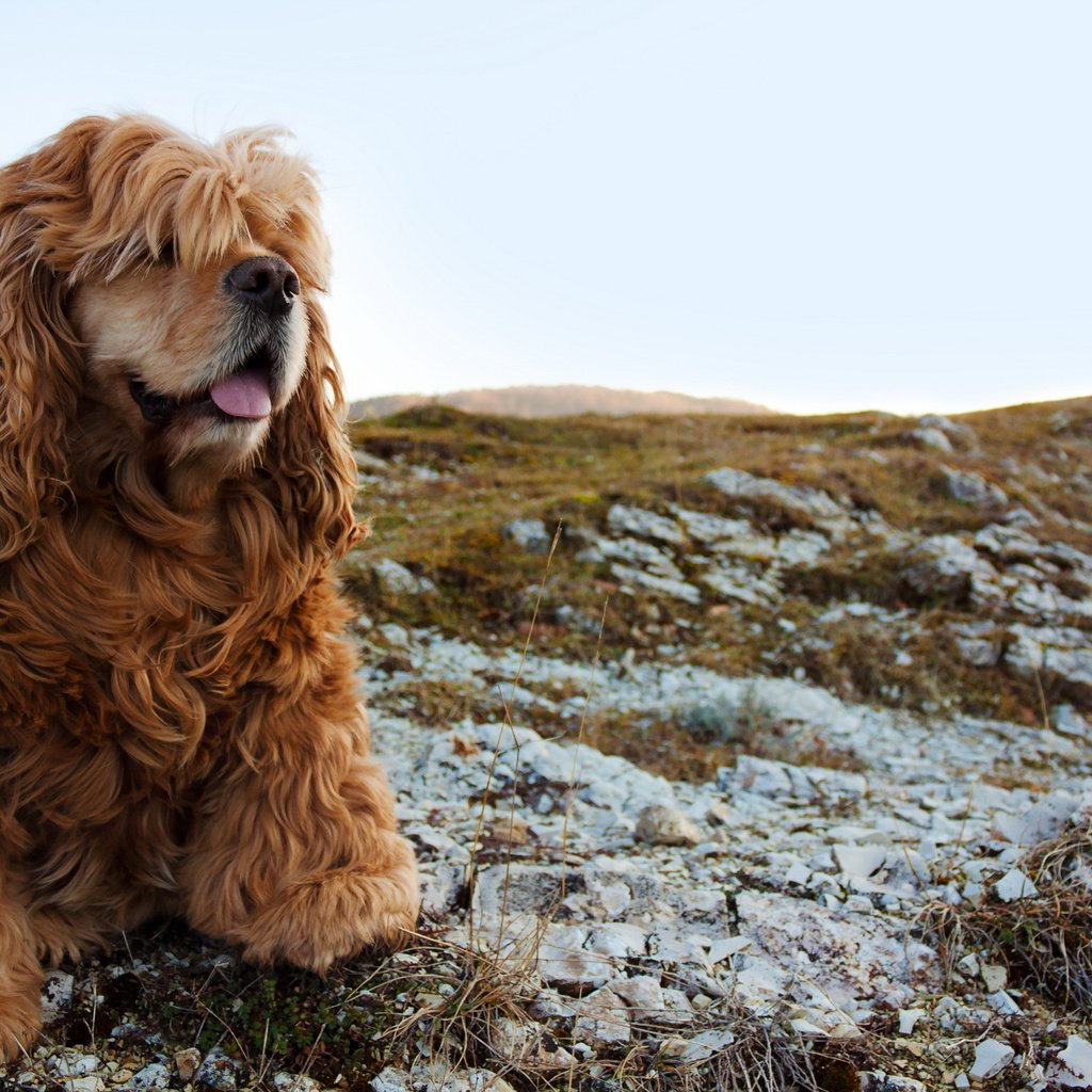 Обои мордочка, взгляд, собака, спаниель, кокер-спаниель, muzzle, look, dog, spaniel, cocker spaniel разрешение 2560x1600 Загрузить