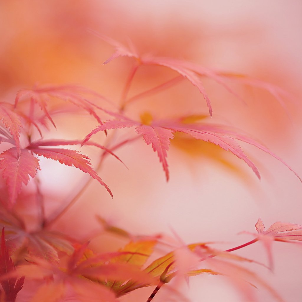 Обои природа, листья, макро, осень, размытость, клен, nature, leaves, macro, autumn, blur, maple разрешение 2048x1294 Загрузить