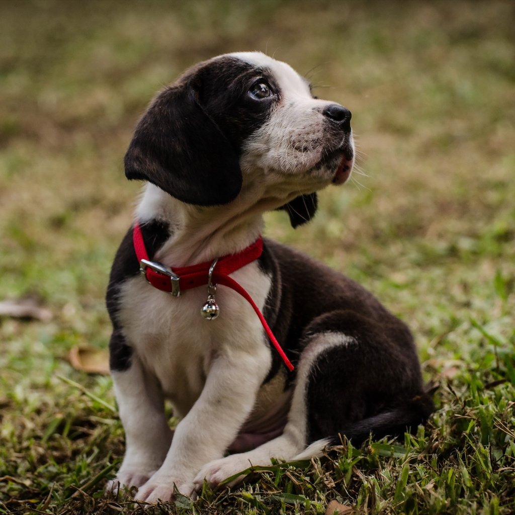 Обои трава, мордочка, взгляд, собака, щенок, ошейник, grass, muzzle, look, dog, puppy, collar разрешение 2560x1696 Загрузить