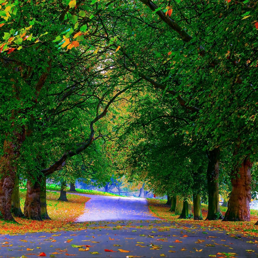 Обои деревья, зелень, листья, парк, осень, аллея, trees, greens, leaves, park, autumn, alley разрешение 4830x3168 Загрузить