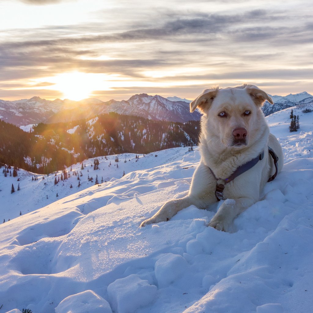 Обои горы, снег, природа, зима, австрия, собака, пес, альпы, mountains, snow, nature, winter, austria, dog, alps разрешение 3200x1800 Загрузить