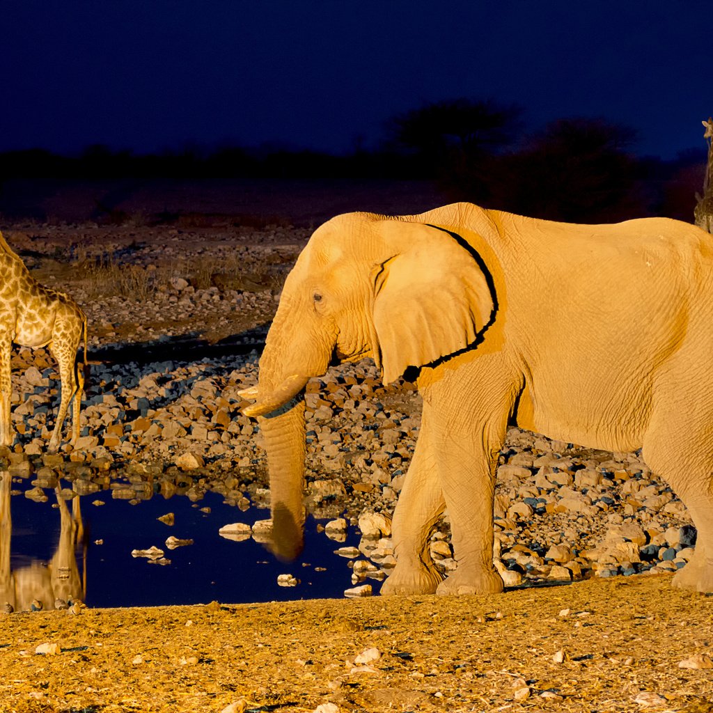 Обои слон, африка, жираф, водопой, намибия, etosha national park, elephant, africa, giraffe, drink, namibia разрешение 2048x1365 Загрузить