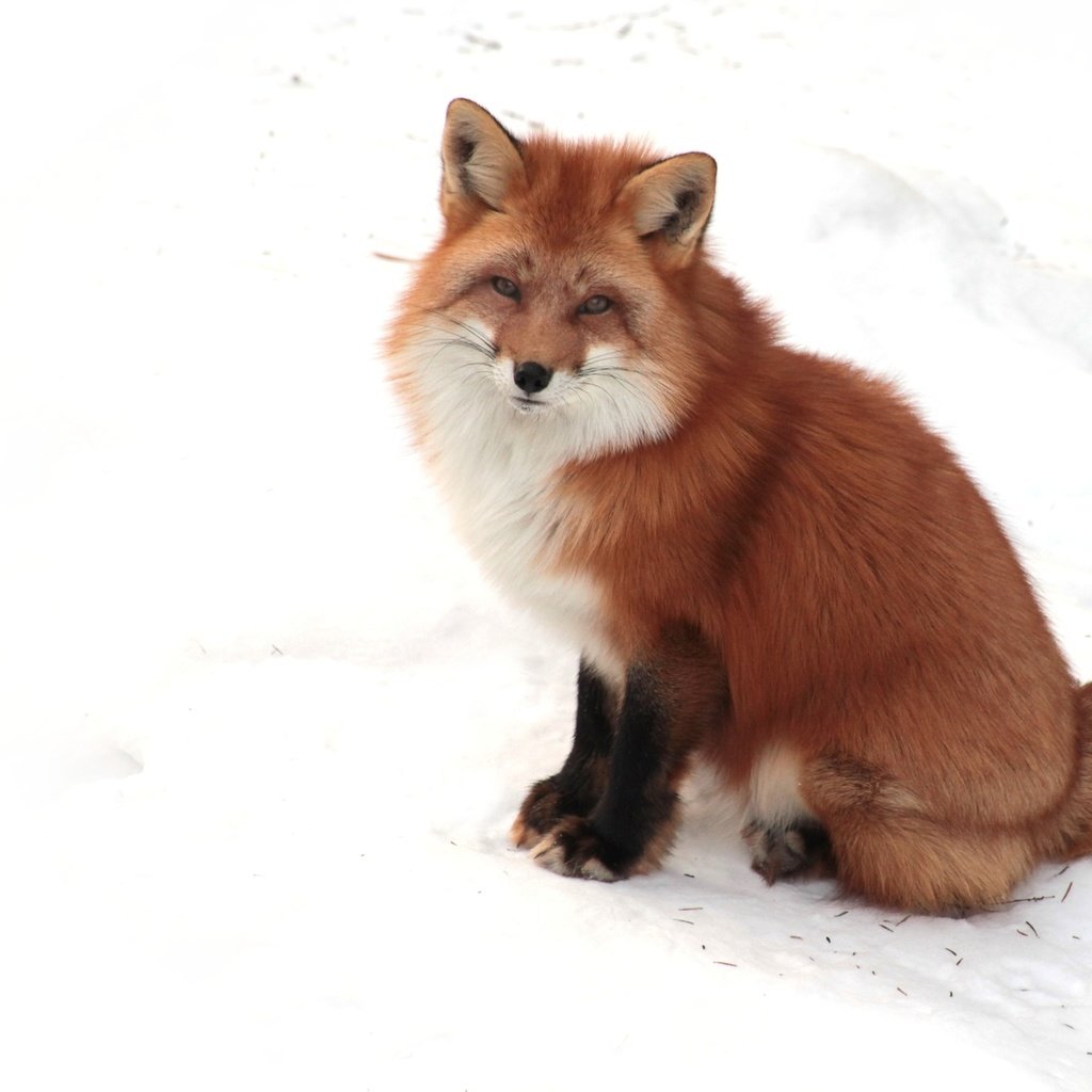 Обои снег, зима, взгляд, рыжая, лиса, лисица, snow, winter, look, red, fox разрешение 1920x1200 Загрузить
