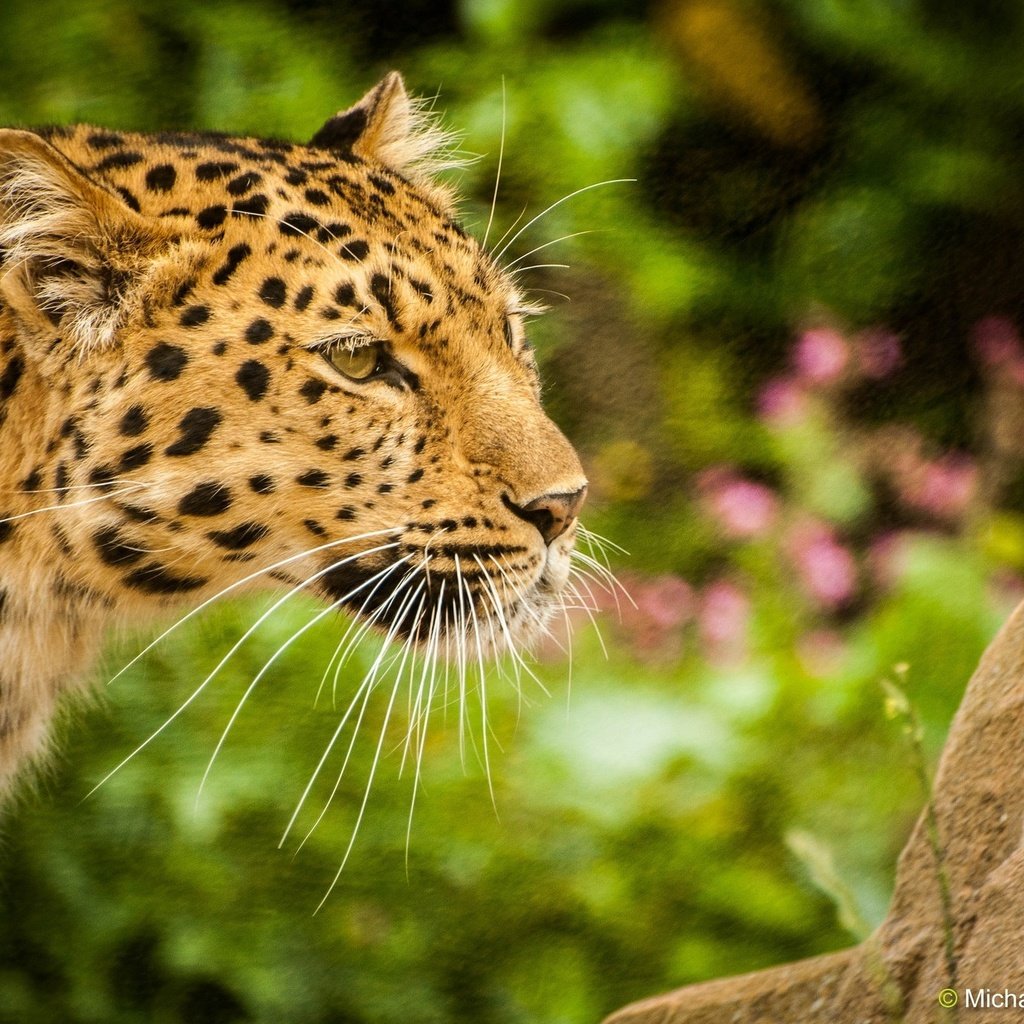 Обои морда, усы, леопард, хищник, профиль, дикая кошка, амурский, face, mustache, leopard, predator, profile, wild cat, amur разрешение 2048x1360 Загрузить