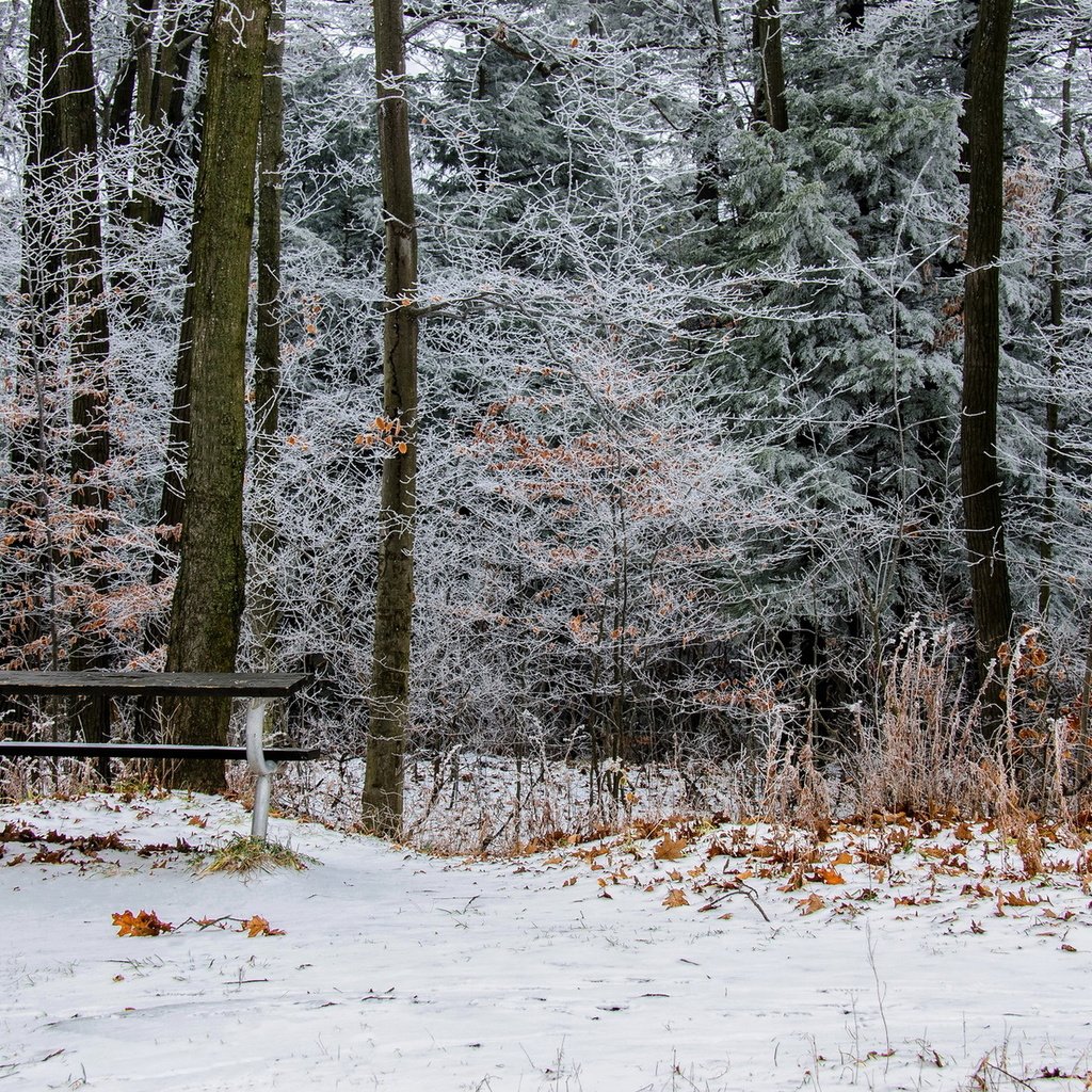 Обои деревья, снег, природа, листья, зима, парк, скамейка, онтарио, trees, snow, nature, leaves, winter, park, bench, ontario разрешение 1920x1200 Загрузить