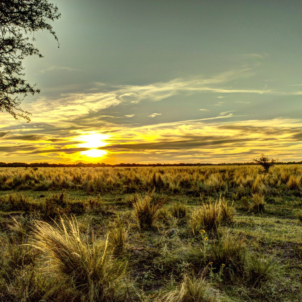 Обои небо, трава, поле, горизонт, рассвет, аргентина, the sky, grass, field, horizon, dawn, argentina разрешение 3008x2000 Загрузить