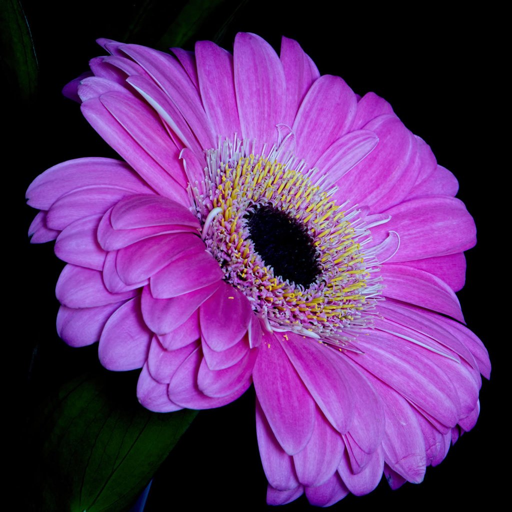 Обои макро, цветок, лепестки, черный фон, гербера, macro, flower, petals, black background, gerbera разрешение 2048x1365 Загрузить