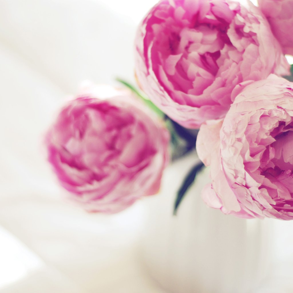 Обои цветы, пионы, flowers, peonies разрешение 3840x2400 Загрузить