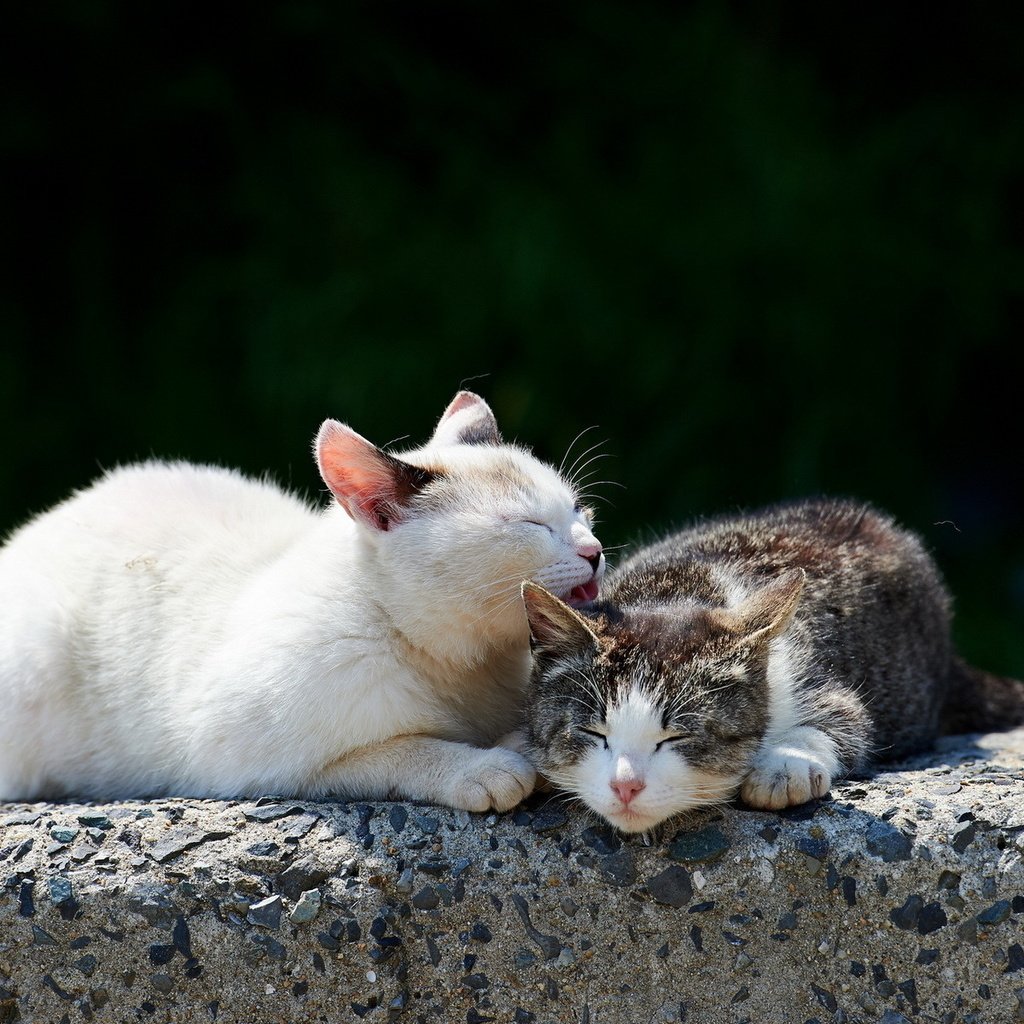 Обои свет, камень, кошки, умывания, light, stone, cats, cleanser разрешение 1920x1200 Загрузить