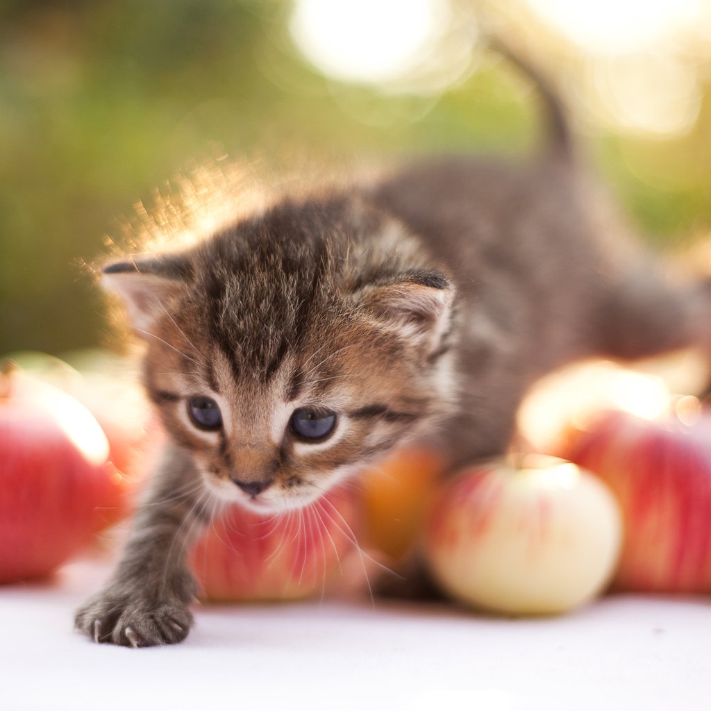 Обои яблоки, кошка, котенок, шагает, apples, cat, kitty, steps разрешение 3543x2362 Загрузить