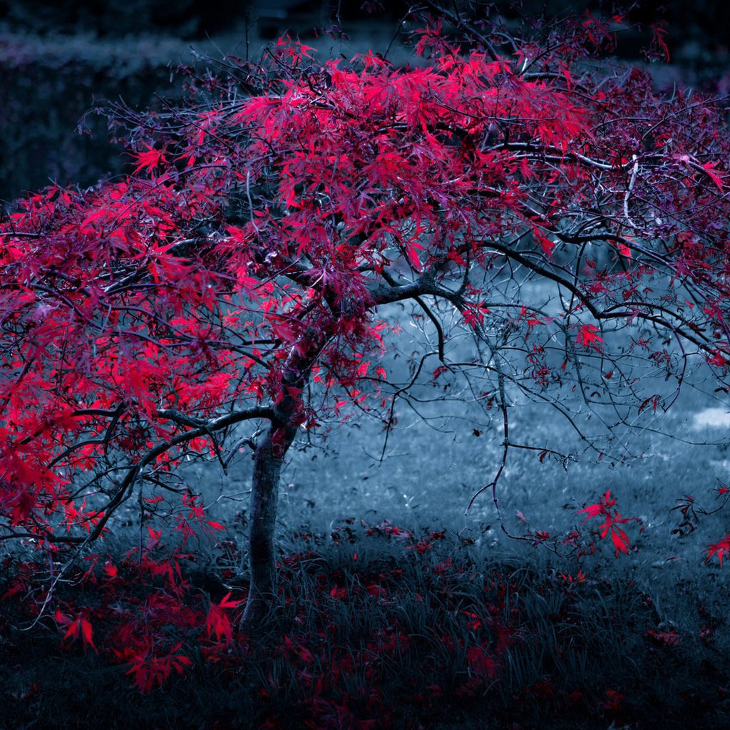 Обои ночь, дерево, листья, фон, туман, осень, красные, темный, night, tree, leaves, background, fog, autumn, red, dark разрешение 1920x1080 Загрузить