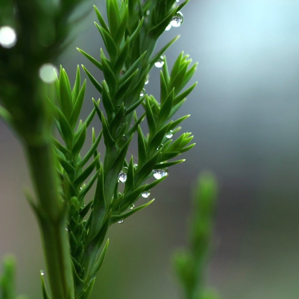 Обои природа, зелень, макро, капли, растение, nature, greens, macro, drops, plant разрешение 2048x1365 Загрузить