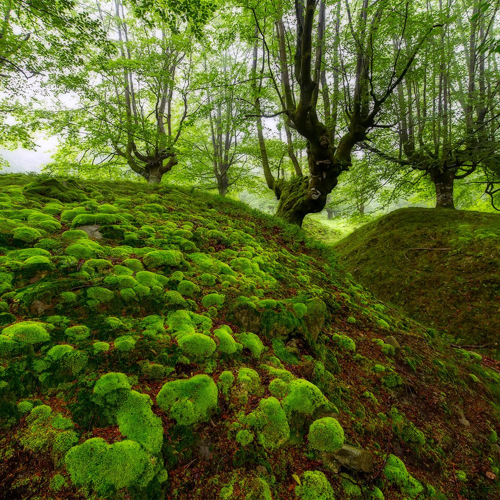 Обои деревья, лес, мох, испания, овраг, бук, бискайя, trees, forest, moss, spain, the ravine, beech, biscay разрешение 1920x1280 Загрузить