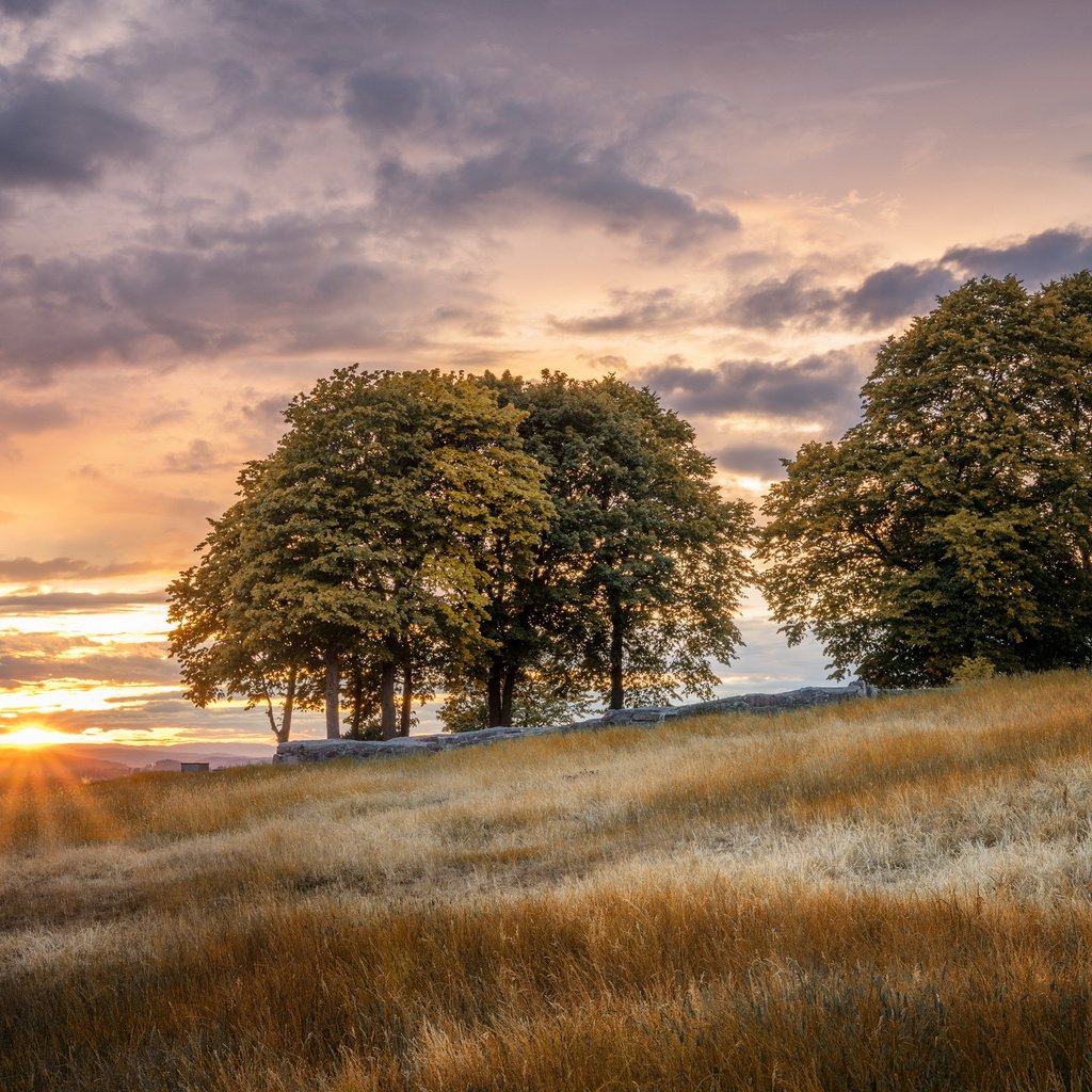 Обои закат, пейзаж, поле, sunset, landscape, field разрешение 2560x1600 Загрузить