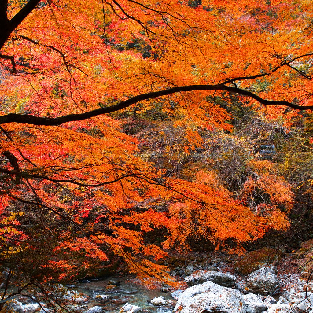 Обои река, дерево, камни, лес, листья, ручей, осень, river, tree, stones, forest, leaves, stream, autumn разрешение 2048x1363 Загрузить