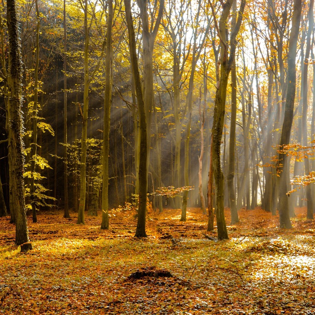 Обои деревья, лес, лучи, осень, листопад, trees, forest, rays, autumn, falling leaves разрешение 6000x4000 Загрузить