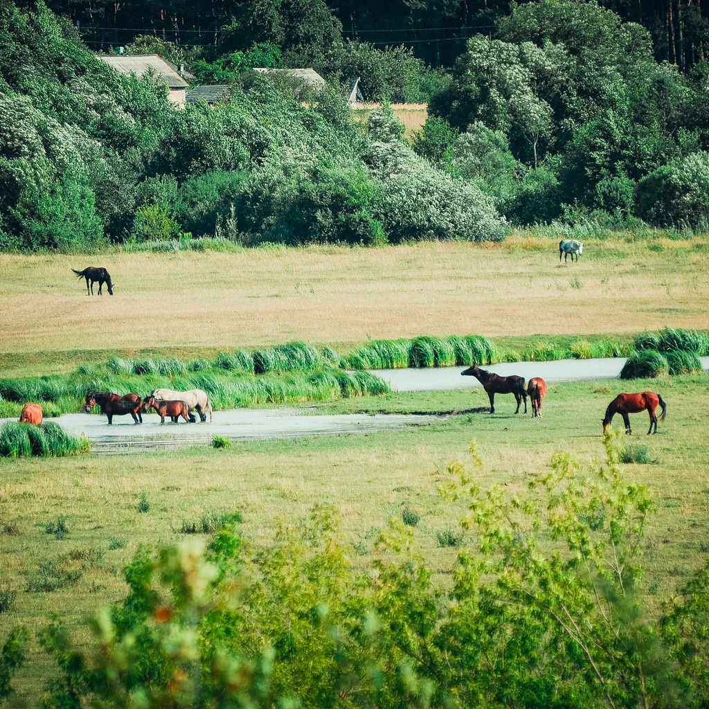 Обои трава, вода, поле, лето, лошади, кони, речка, grass, water, field, summer, horse, horses, river разрешение 2880x1907 Загрузить