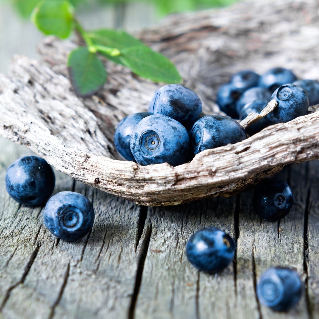 Обои ягоды, лесные ягоды, черника, дерева, голубика, парное, черничный, berries, blueberries, wood, fresh, blueberry разрешение 3456x3170 Загрузить