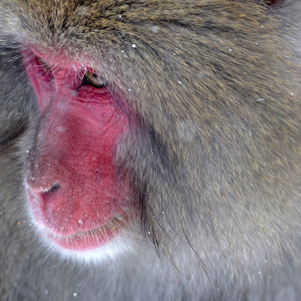 Обои обезьяна, японская макака, monkey, japanese macaque разрешение 4096x2731 Загрузить