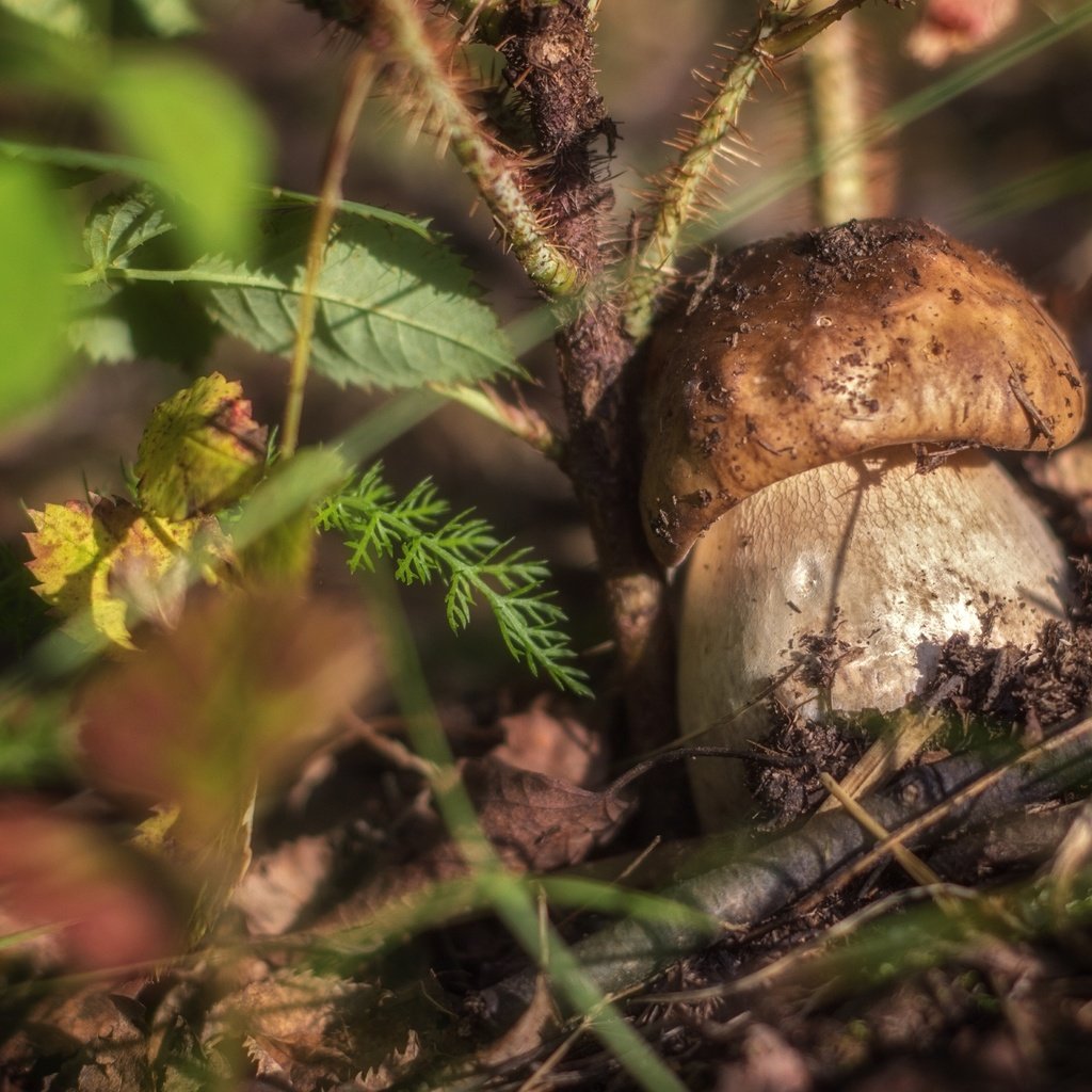 Обои трава, природа, макро, гриб, боровик, grass, nature, macro, mushroom, borovik разрешение 2400x1532 Загрузить