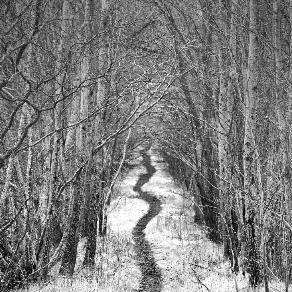 Обои дорога, деревья, снег, зима, чёрно-белое, тропинка, аллея, robin de blanche, road, trees, snow, winter, black and white, path, alley разрешение 2048x1323 Загрузить