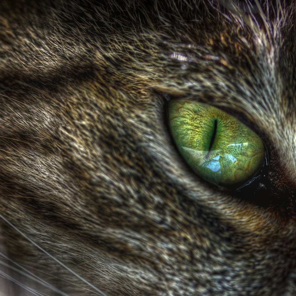 Обои зелёный, макро, кот, кошка, глаз, кошачий, green, macro, cat, eyes разрешение 2560x1440 Загрузить