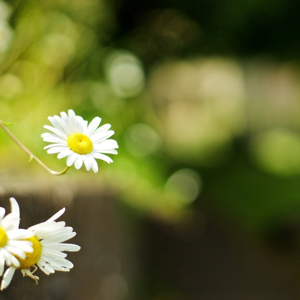 Обои цветы, ромашки, flowers, chamomile разрешение 1920x1200 Загрузить