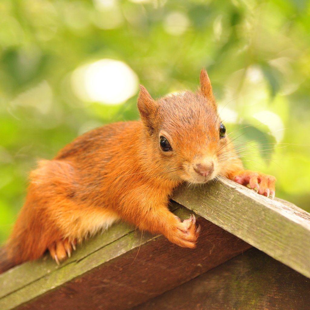 Обои листва, домик, животное, белка, грызун, кормушка, foliage, house, animal, protein, rodent, feeder разрешение 4288x2848 Загрузить