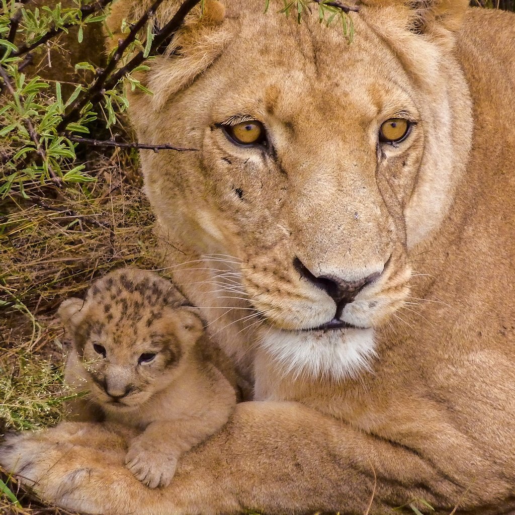 Обои львы, малыш, львица, львёнок, детеныш, lions, baby, lioness, lion, cub разрешение 1920x1282 Загрузить