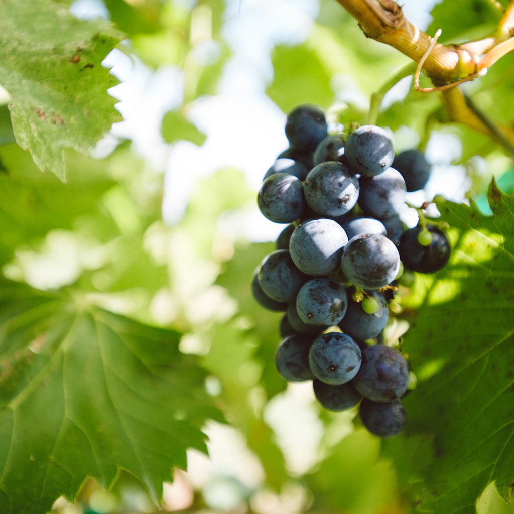 Обои листья, виноград, гроздь, leaves, grapes, bunch разрешение 6016x4016 Загрузить