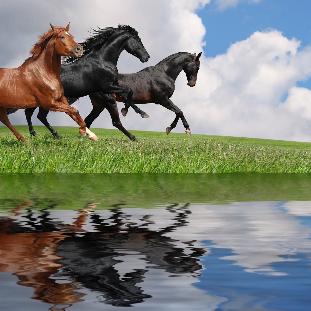 Обои небо, трава, облака, вода, отражение, лошади, кони, the sky, grass, clouds, water, reflection, horse, horses разрешение 2880x1800 Загрузить
