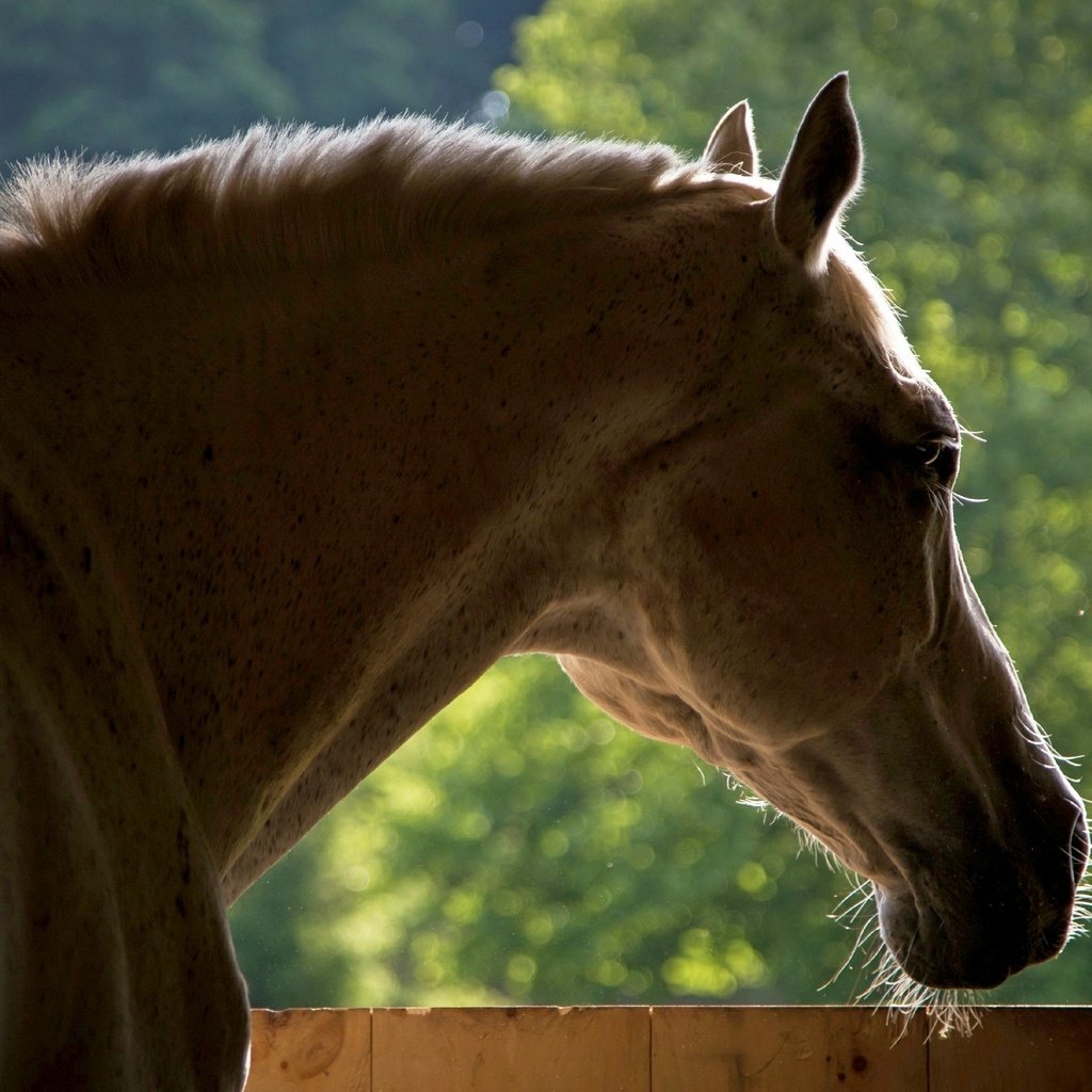 Обои морда, лошадь, фон, конь, face, horse, background разрешение 2560x1600 Загрузить