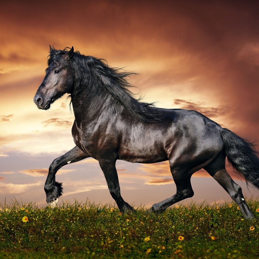 Обои небо, животное, цветы, конь, грива, лошадь, чистокровный, облака, природа, закат, поле, черный, the sky, animal, flowers, mane, horse, thoroughbred, clouds, nature, sunset, field, black разрешение 4256x2735 Загрузить
