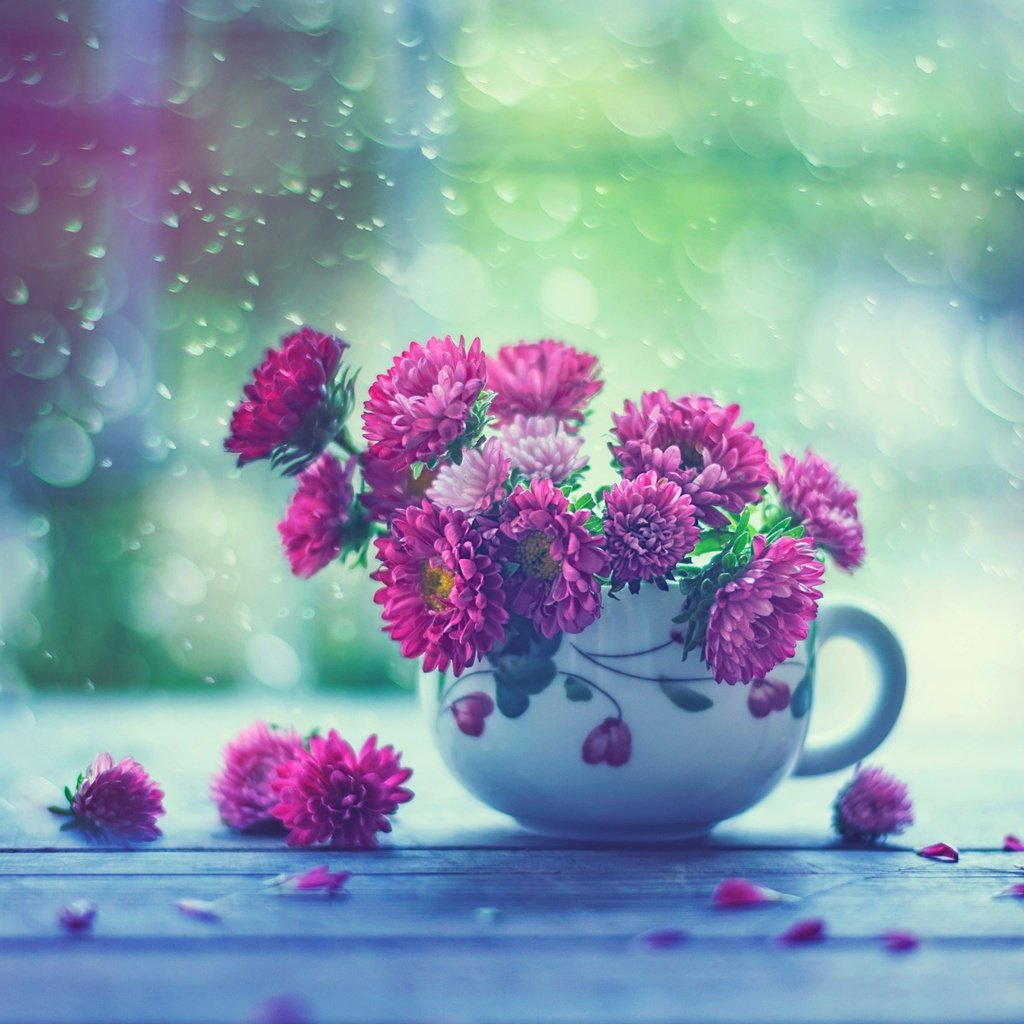 Обои цветы, капли, дождь, кружка, окно, астры, flowers, drops, rain, mug, window, asters разрешение 2048x1587 Загрузить