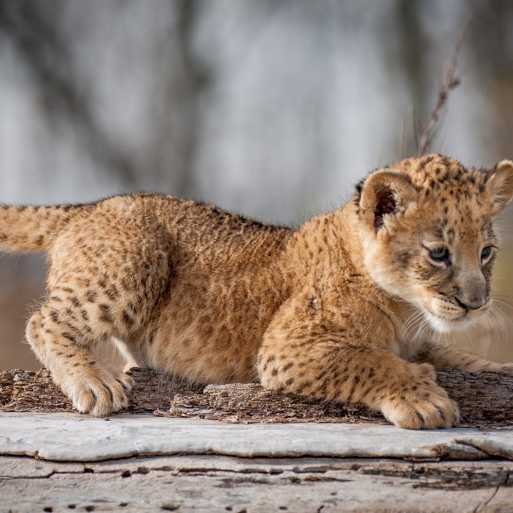 Обои взгляд, кошки, лев, львёнок, детеныш, дикие, look, cats, leo, lion, cub, wild разрешение 2048x1409 Загрузить