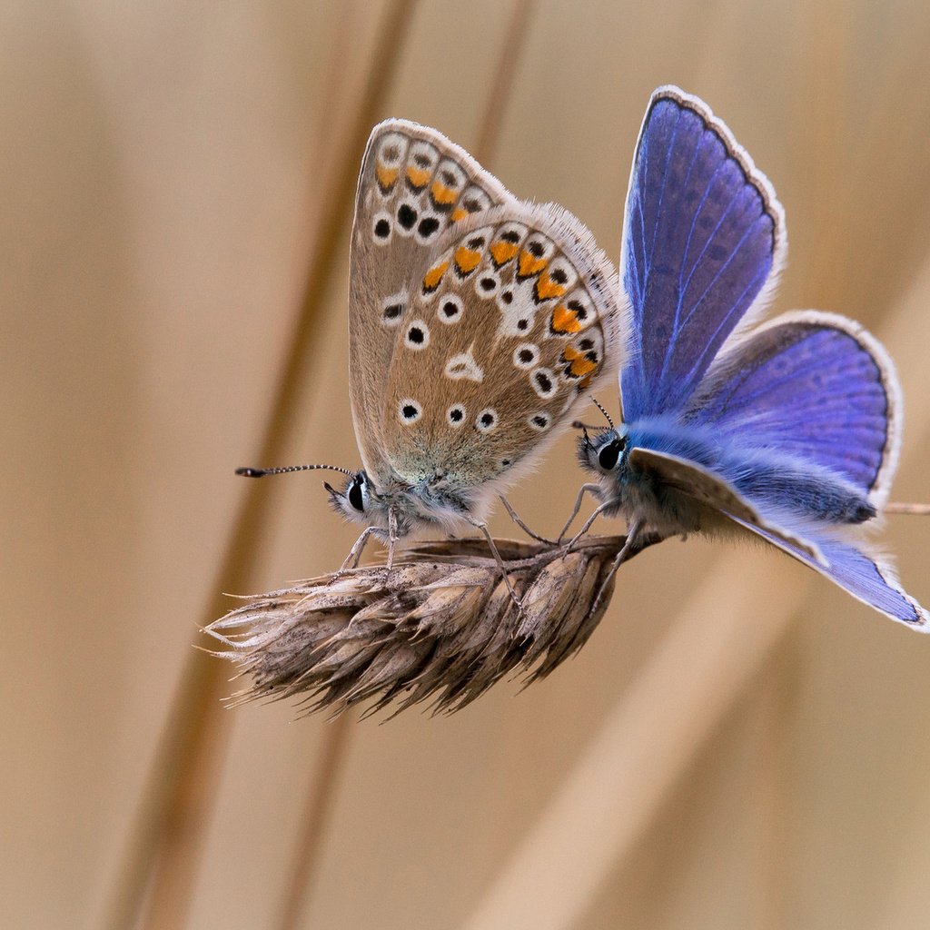 Обои фон, насекомые, бабочки, колосок, две, background, insects, butterfly, spike, two разрешение 1920x1200 Загрузить