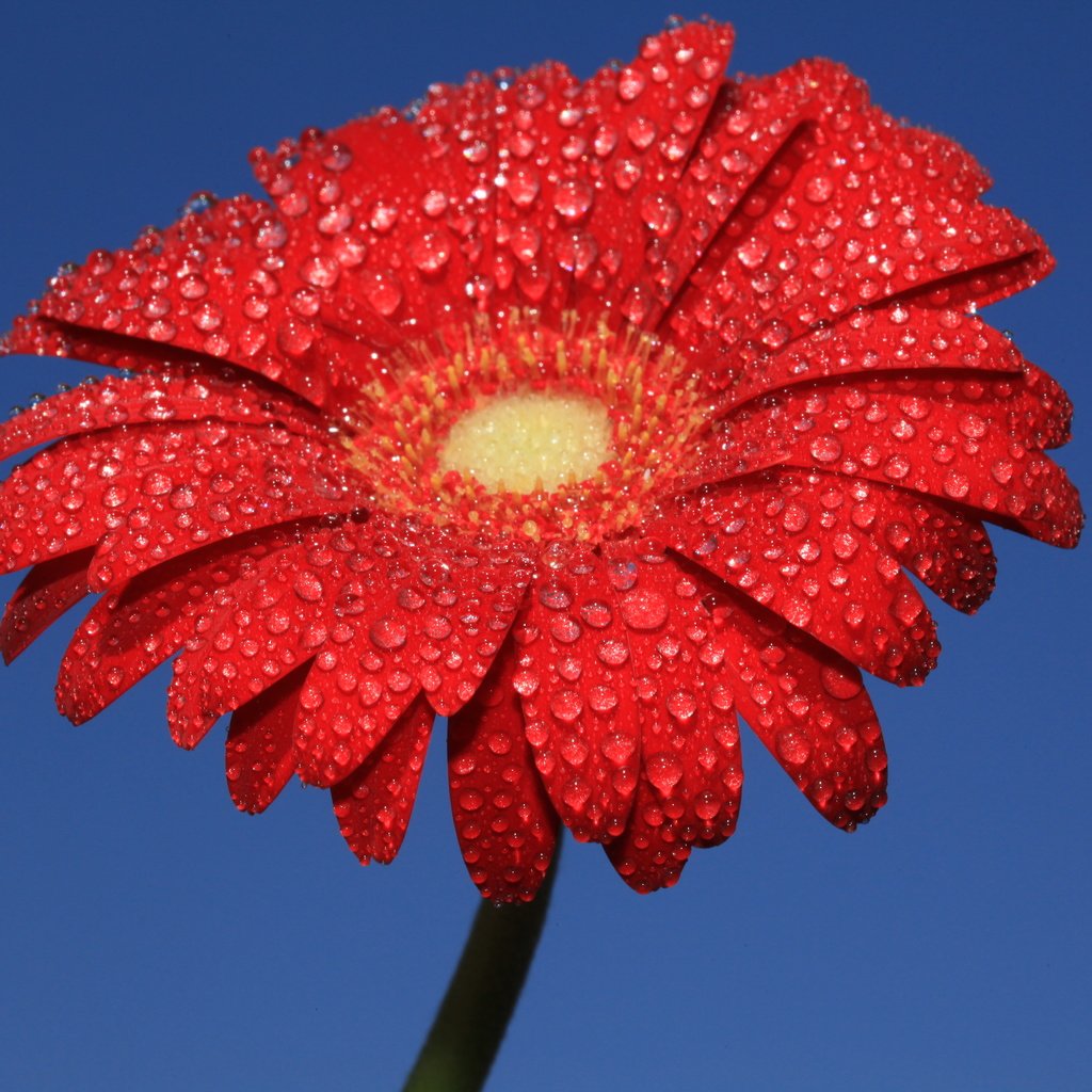 Обои небо, вода, цветок, роса, капли, лепестки, гербера, the sky, water, flower, rosa, drops, petals, gerbera разрешение 5616x3744 Загрузить