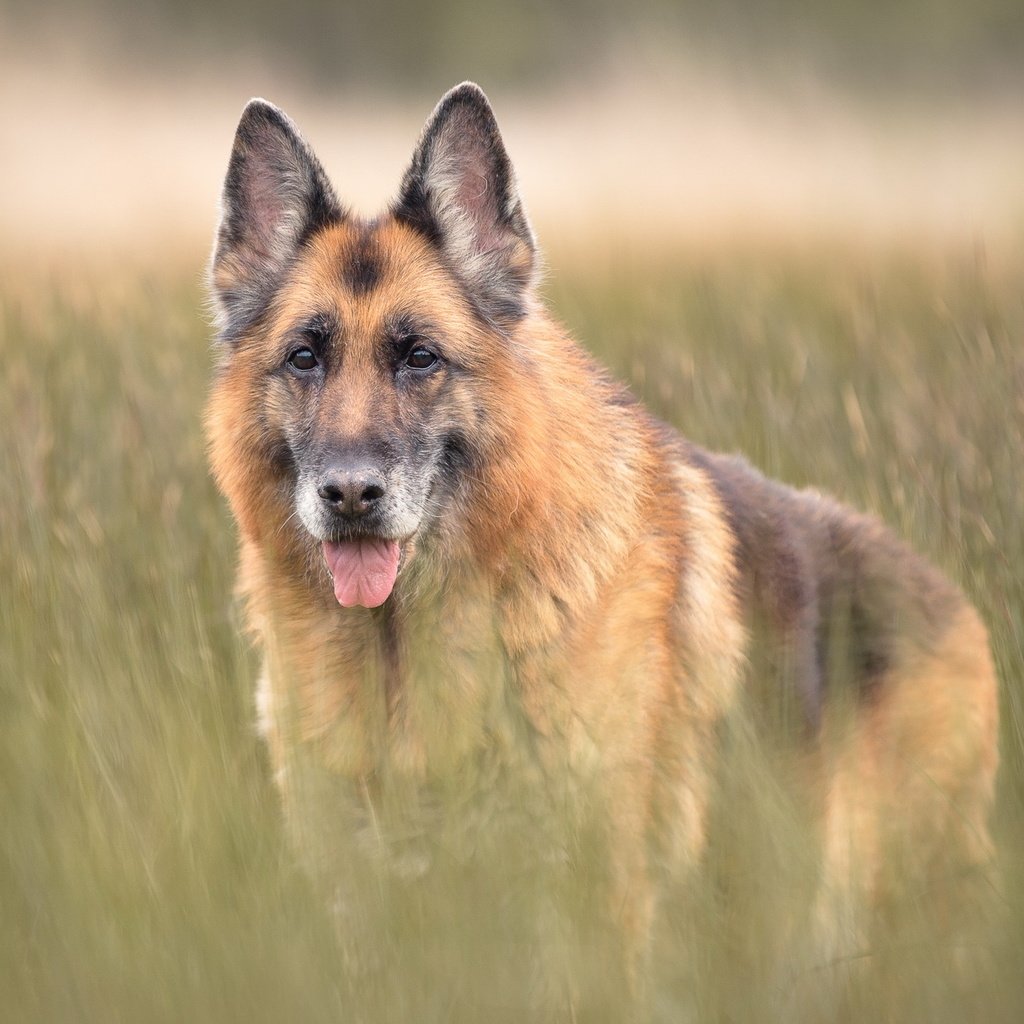 Обои трава, взгляд, собака, друг, язык, немецкая овчарка, grass, look, dog, each, language, german shepherd разрешение 1998x1331 Загрузить