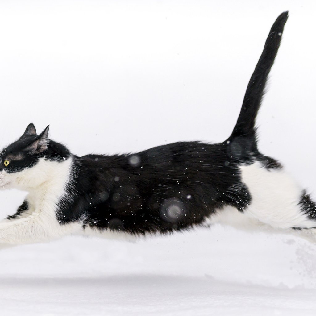 Обои снег, зима, кот, кошка, прыжок, snow, winter, cat, jump разрешение 2048x1100 Загрузить