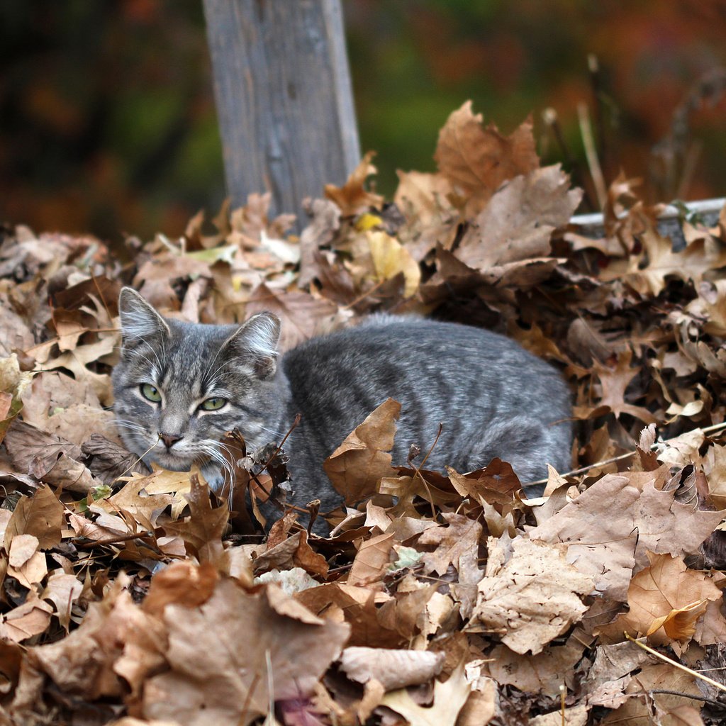 Обои листья, кот, мордочка, кошка, взгляд, осень, сухие листья, leaves, cat, muzzle, look, autumn, dry leaves разрешение 2048x1365 Загрузить