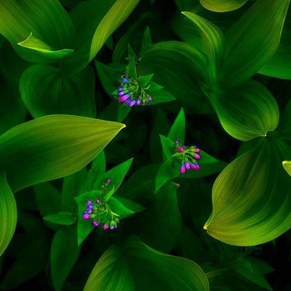 Обои цветы, зеленый фон, flowers, green background разрешение 1920x1200 Загрузить