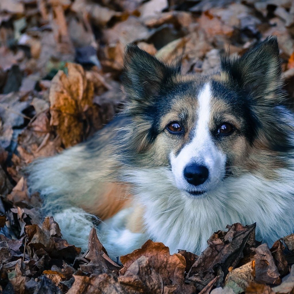 Обои листва, взгляд, собака, лежит, пес, преданность, лохматая, foliage, look, dog, lies, devotion, shaggy разрешение 2560x1600 Загрузить