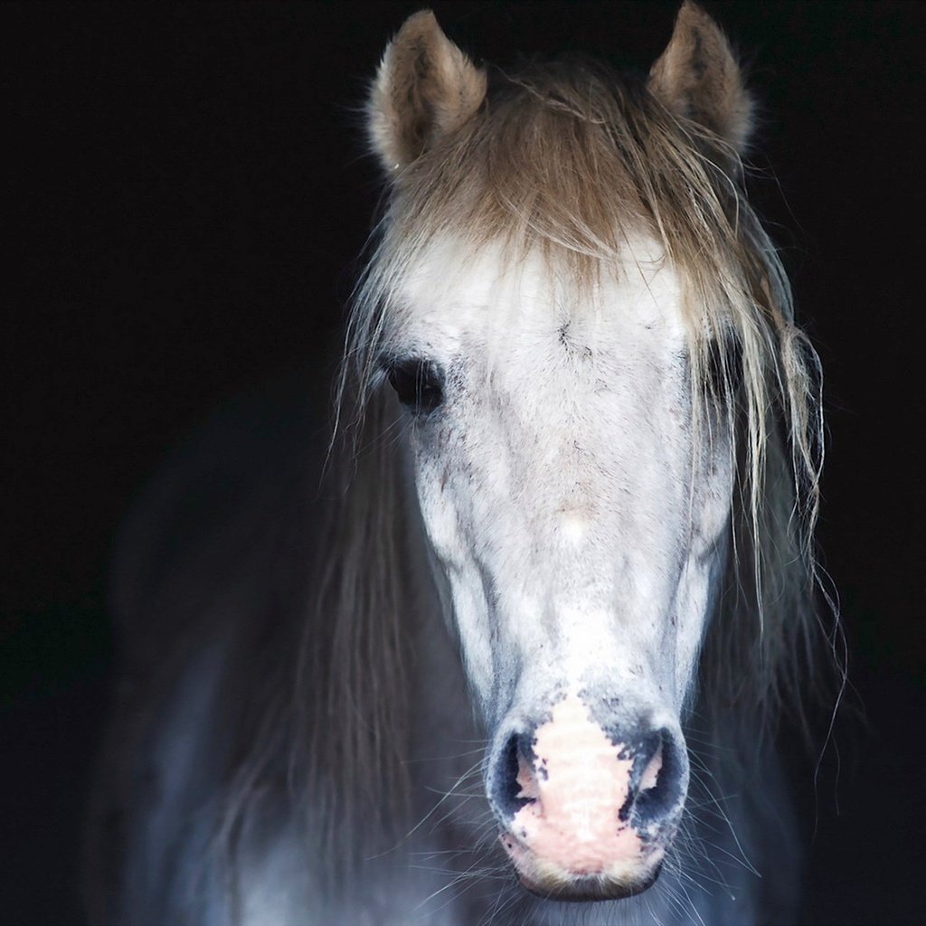 Обои морда, лошадь, фон, конь, грива, face, horse, background, mane разрешение 1920x1200 Загрузить