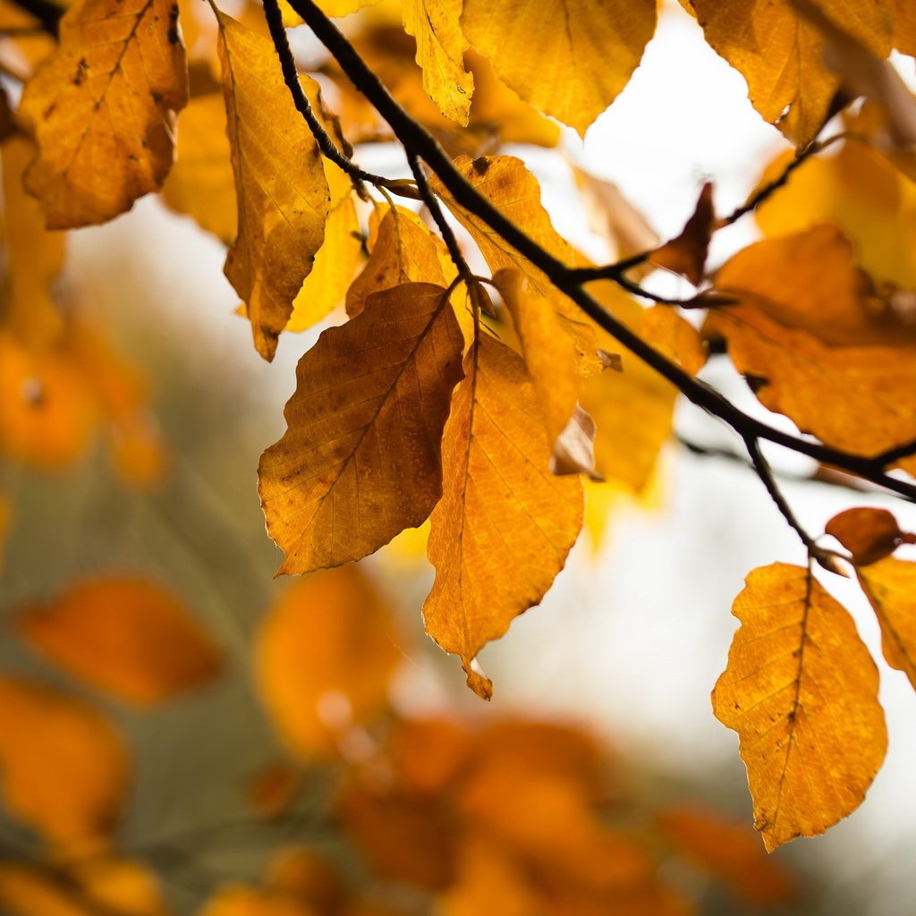 Обои природа, листья, осень, nature, leaves, autumn разрешение 2047x1334 Загрузить